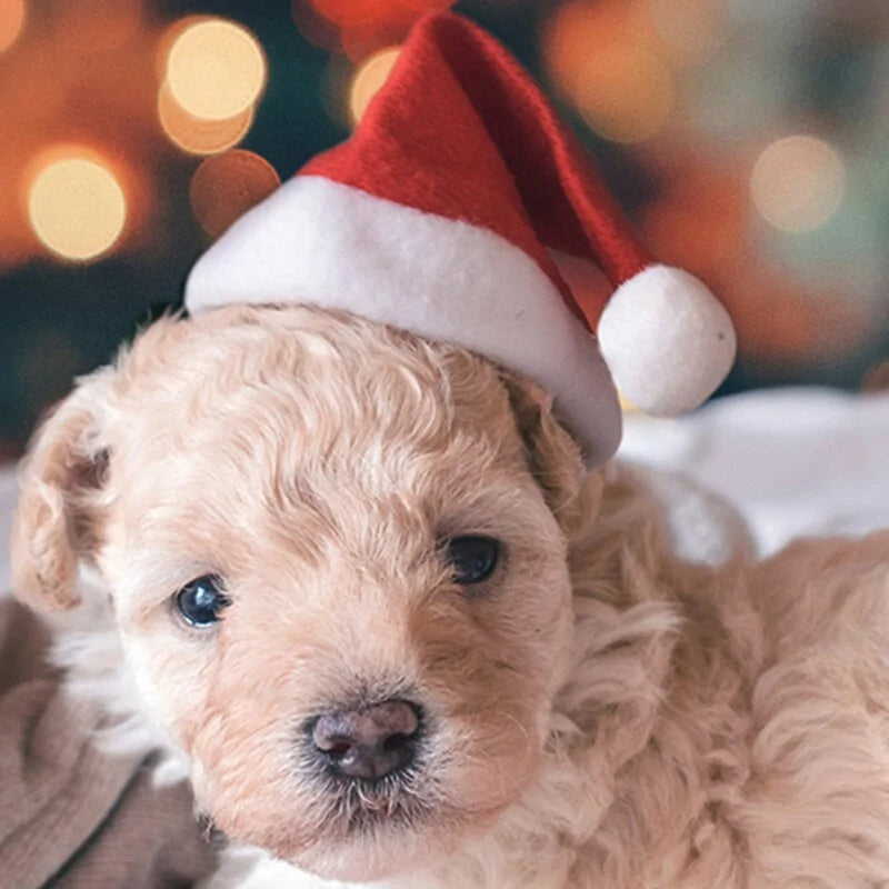 Holiday Pet Santa Cap